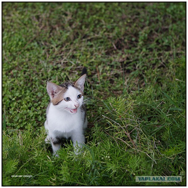 УРРААА ! Котовторник на ЯПлакалъ !