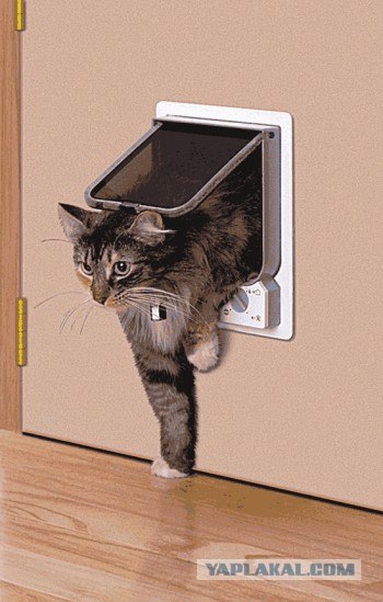 Котоутро