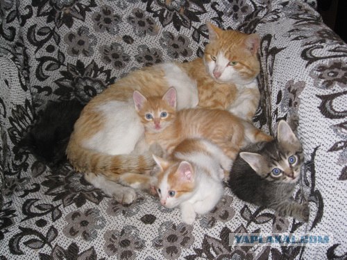 Котовторник. А как же?!