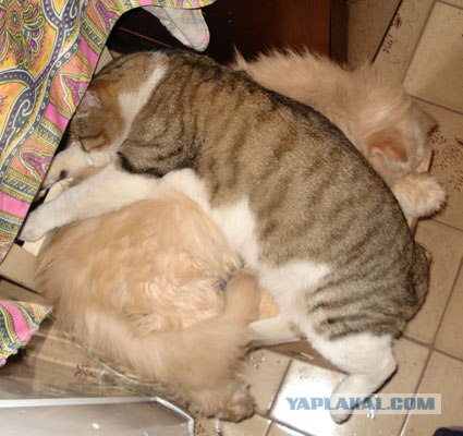 Котовторник!