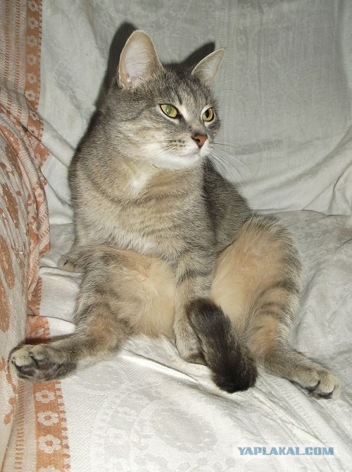 Котовторник!