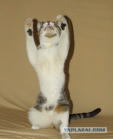 Котовторник 20.12.2011