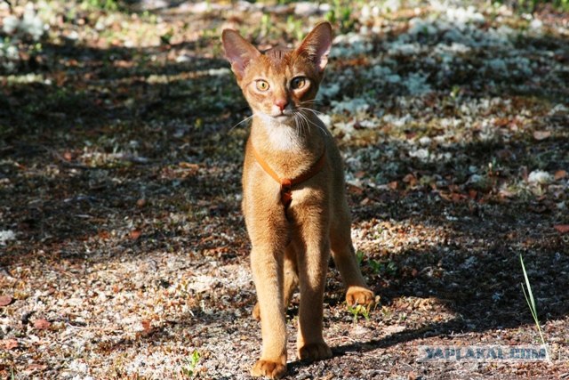 Котовторник  19.06.2012