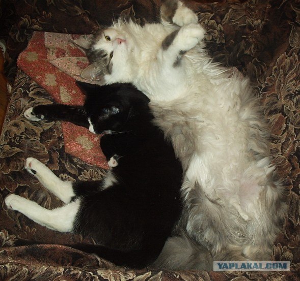 Котовторник ( 23.10. 2012. )