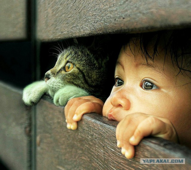 Рисованные киски