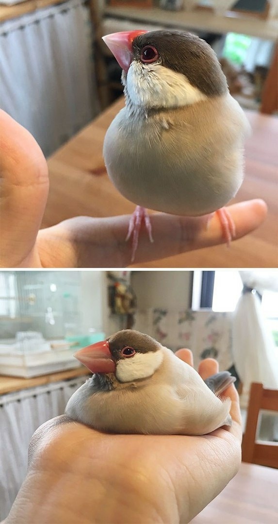 Живность из сети
