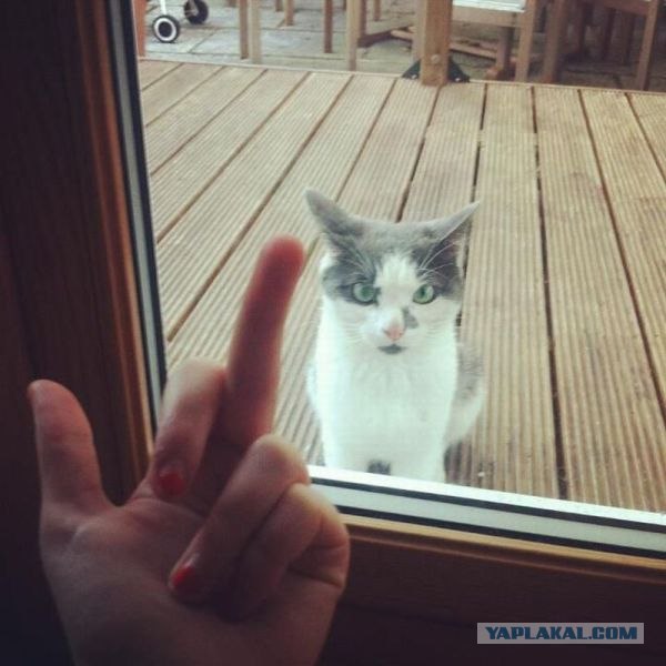 16 лучших котов сезона