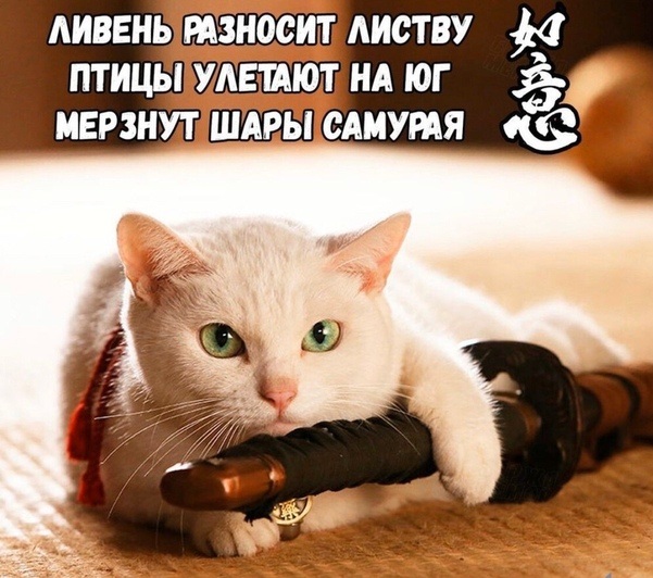 Очередная подборка картинок из интернета 15.12.19