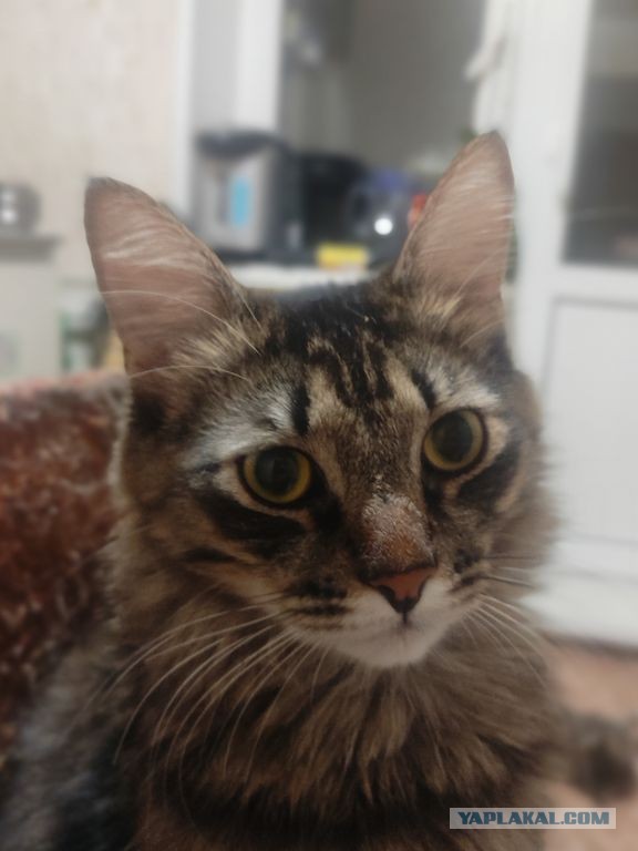 К - Котогеничность