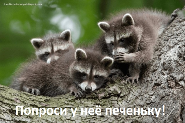 Посол России в Кабо-Верде Наталья Поклонская считает, что повсеместное введение QR-кодов нарушает Конституцию РФ.
