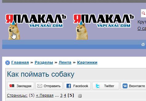 Как поймать собаку