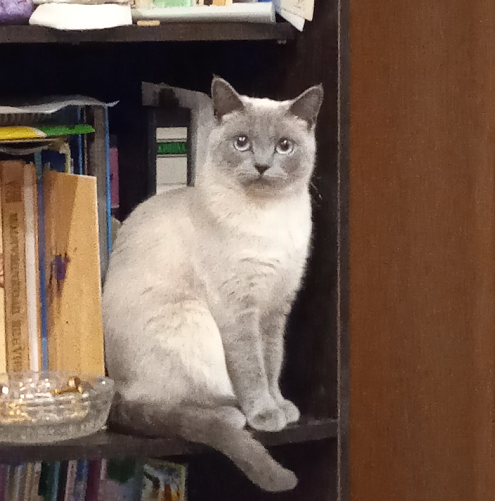 Котовторник ведь начался!