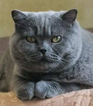 Британец