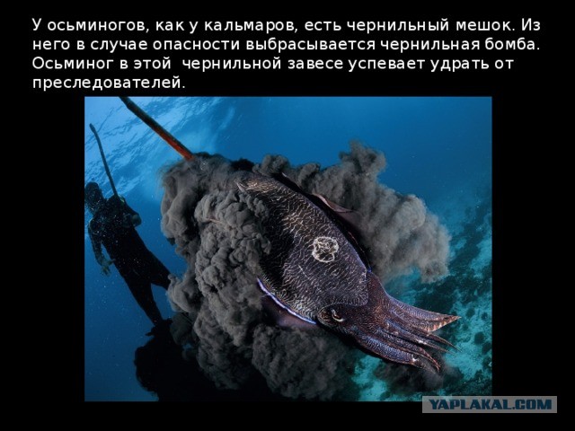 Дымовая завеса