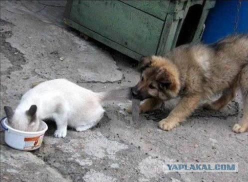 Дружба животных