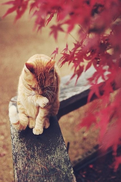 Осенний кот
