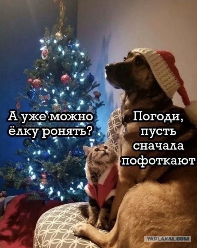 А Вы ёлочку поставили?