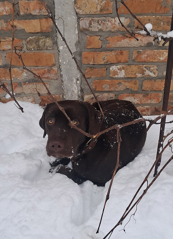 Всех с собакочетвергом.