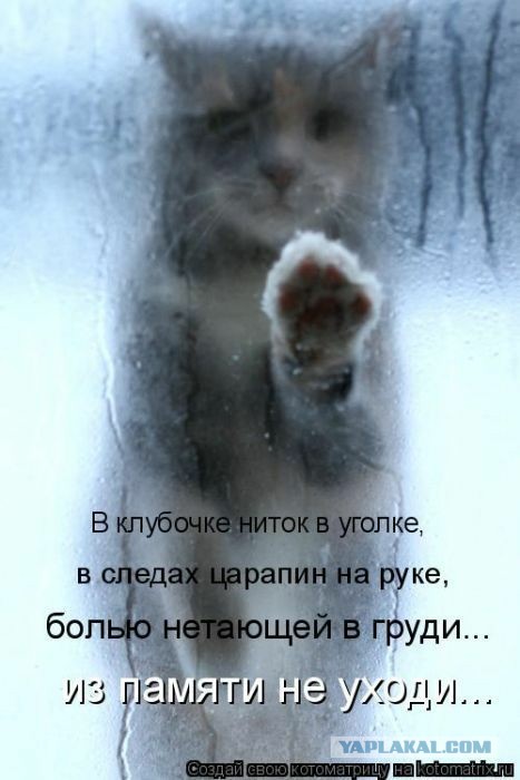Куча мала 15, последняя
