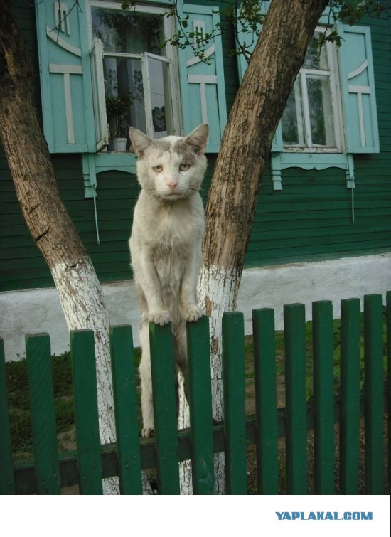 Занесите кота обратно!