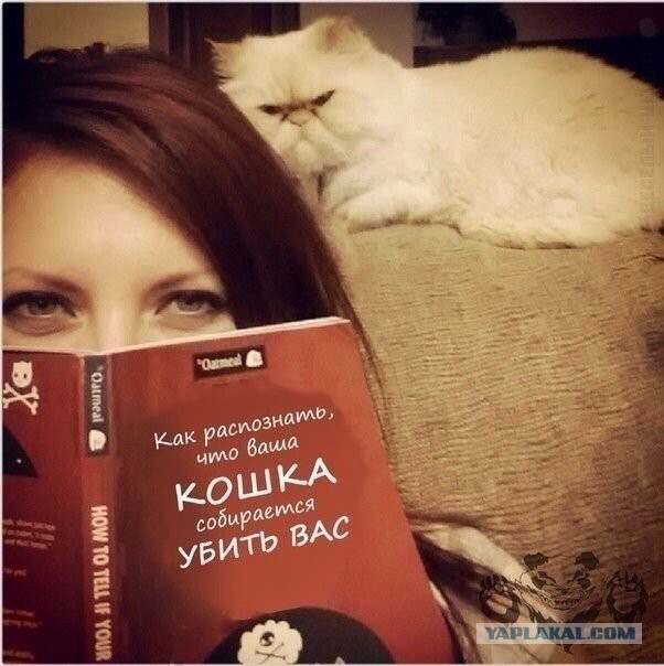 А раньше были котики...