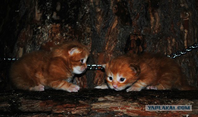 Мои мейн куны