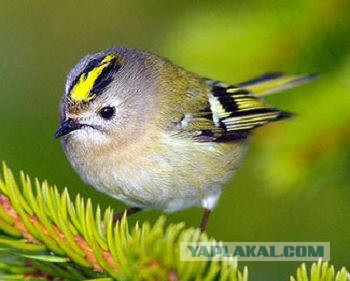 Жизнь с микропенисом