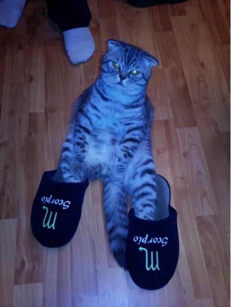 Даешь каждому коту по ботинку!