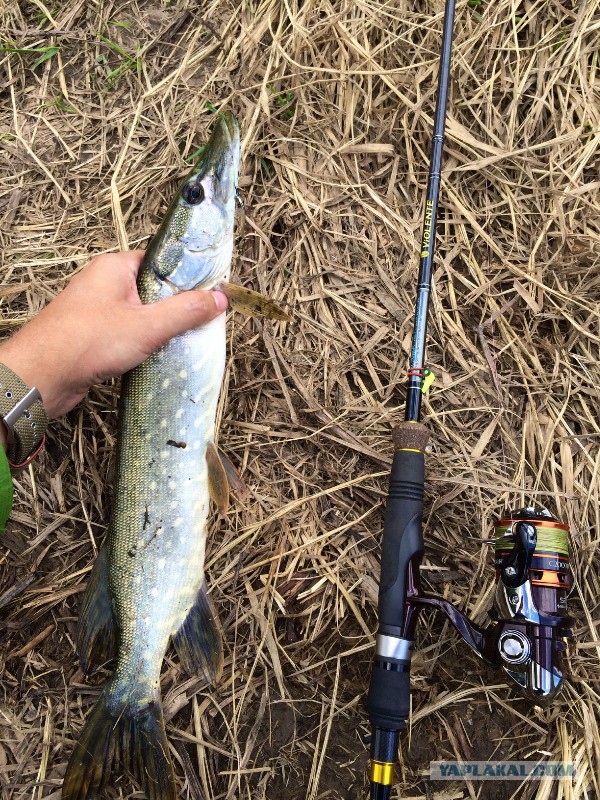 Рыбалка. река Протва