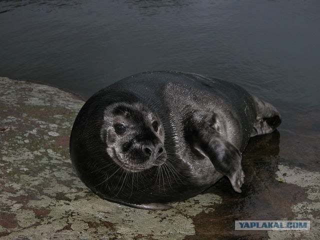 Немного Северной лирики