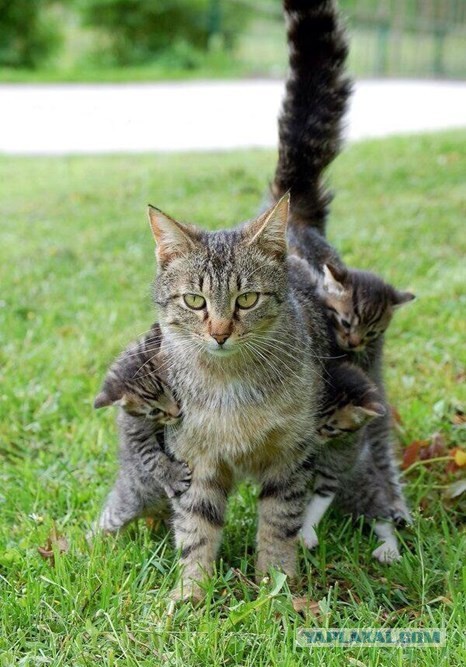 Котооо-о-о-вторник