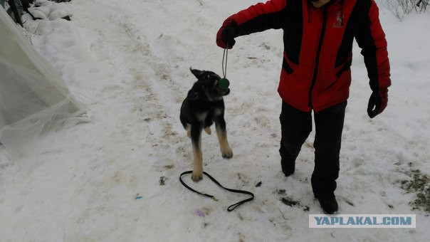 Наши породы собак в Европе