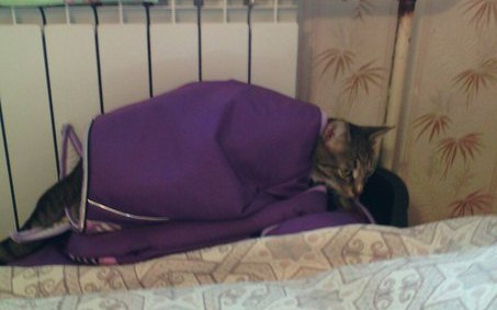 15 мест, в которых неожиданно можно обнаружить котэ