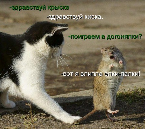 Мохнатые беспредельщики