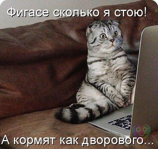 Прикольные животные