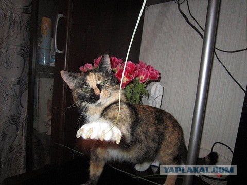 Котовторник. Алиса. Одно из лучших творений природы.