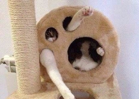 Прикольные животные