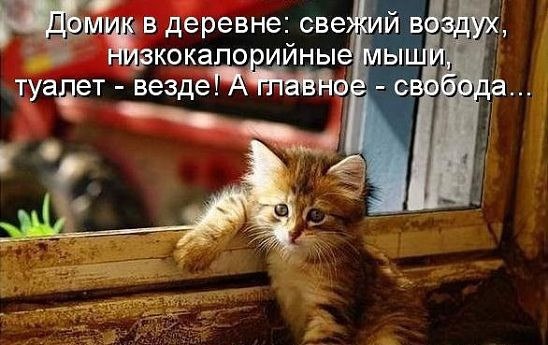 Прикольные животные