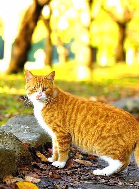 Коты из сети