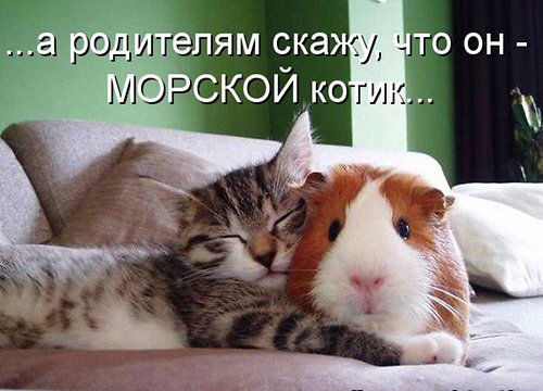 Картинки из ваших интернетов