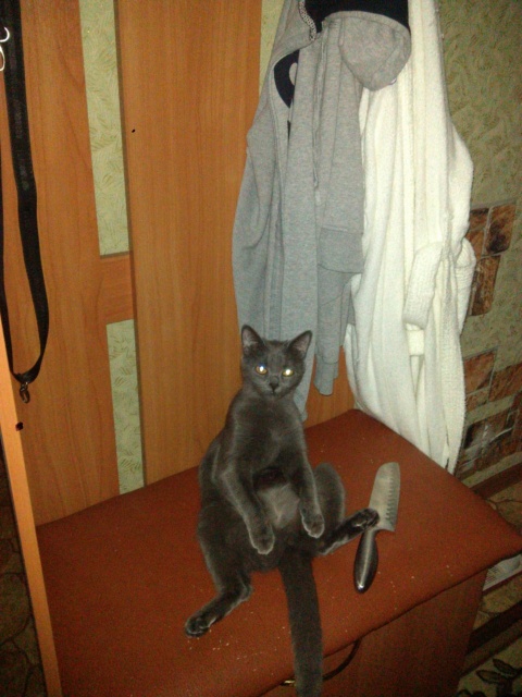 Коты из сети
