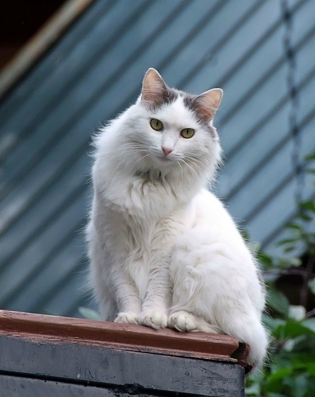 Коты и Кошки