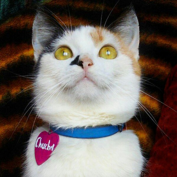 Коты и Кошки