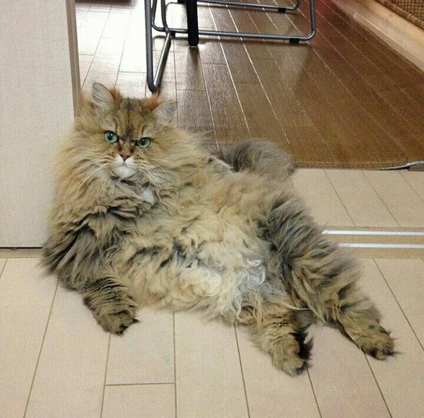 Коты и Кошки