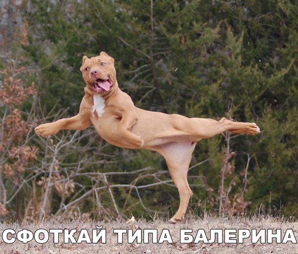 Подборка забавных животных