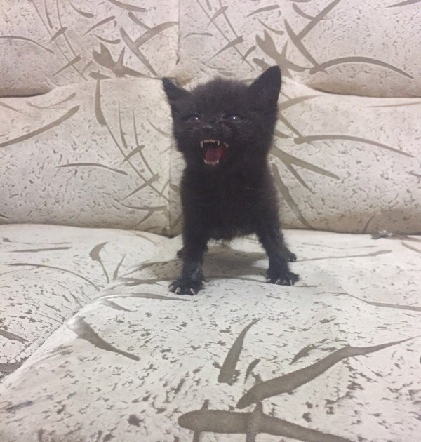 Коты и Кошки
