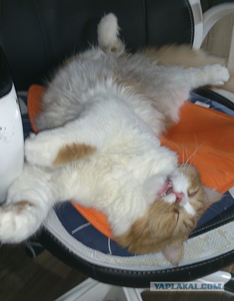 Котовторник