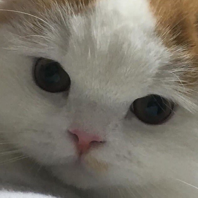 Коты и Кошки