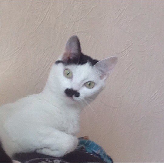 Коты и Кошки