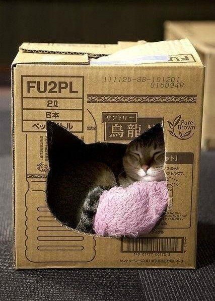 Неадекватные коты